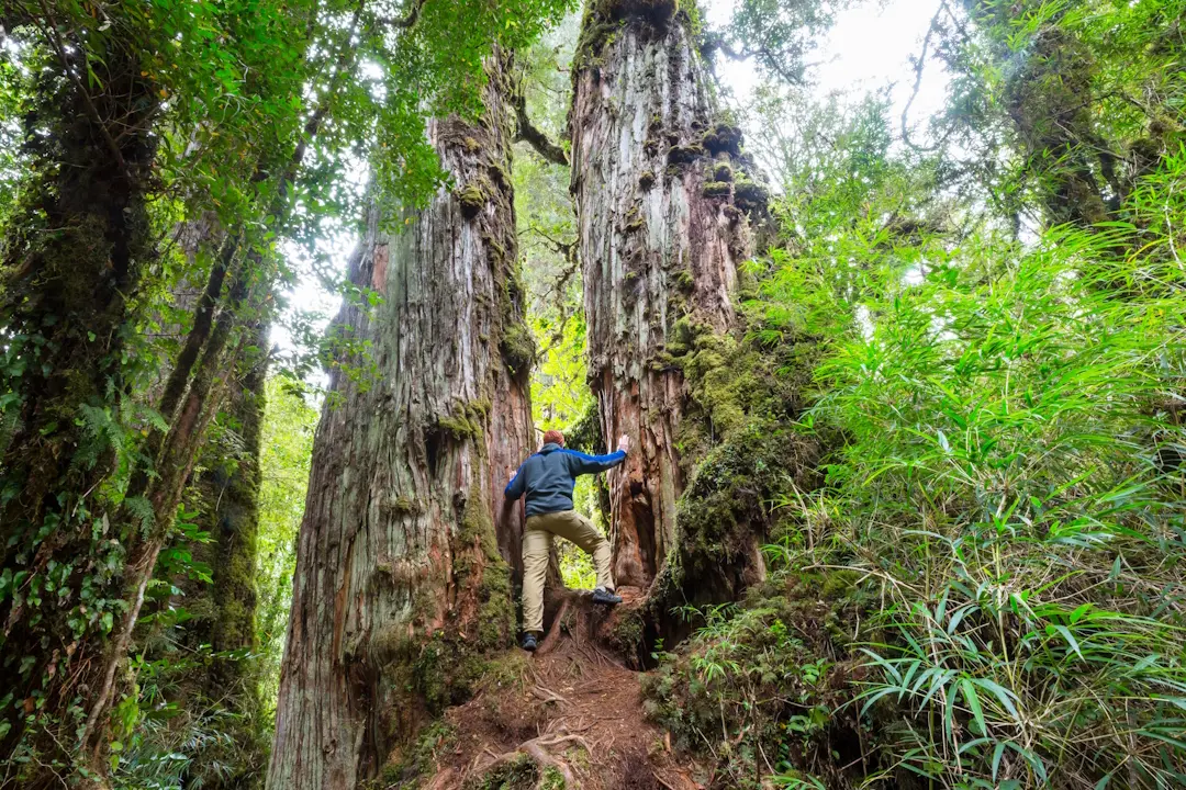 Bosque Valdiviano templado Región de los Lagos Chile - ecoturismo y tours de naturaleza